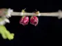 Picture of Handmade Real Rose Stud Earrings
