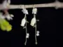 Picture of Handmade Real Bellflower Earrings with Glass Beads and Pearl