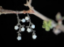 Picture of Real Mother of Pearl Leaf Earrings